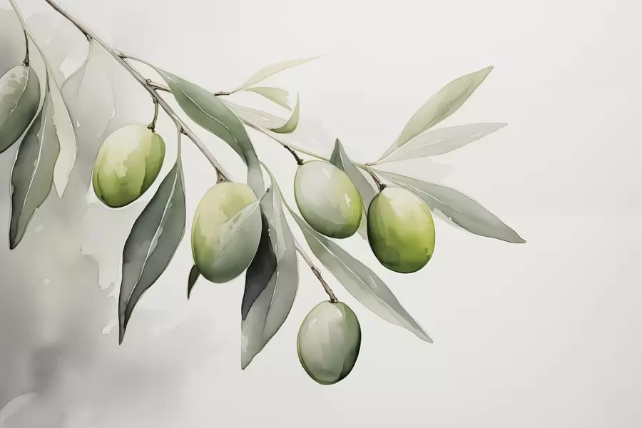 wall murals Грана са зеленим маслинама влажна акварел w02042