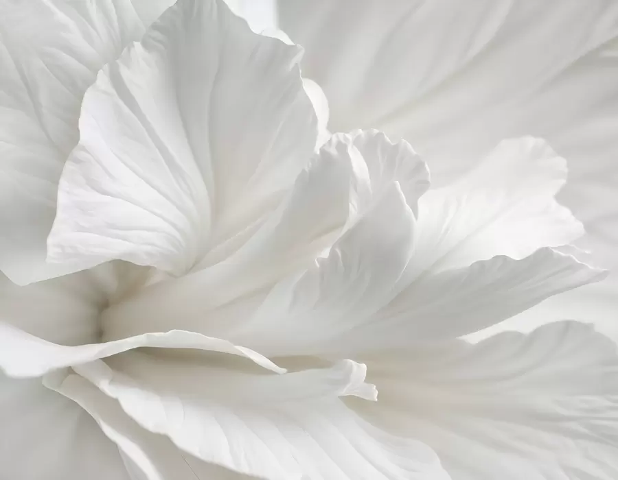 wall murals Апстрактни минималистички отисак нежног белог цвета са меким, баршунастим латицама w08424