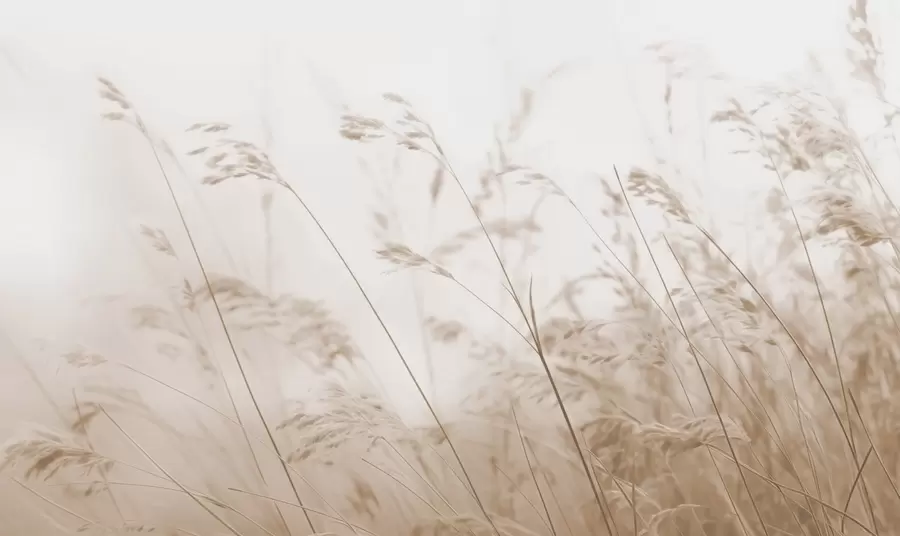 wall murals Пољске траве у магловиту зору w02250