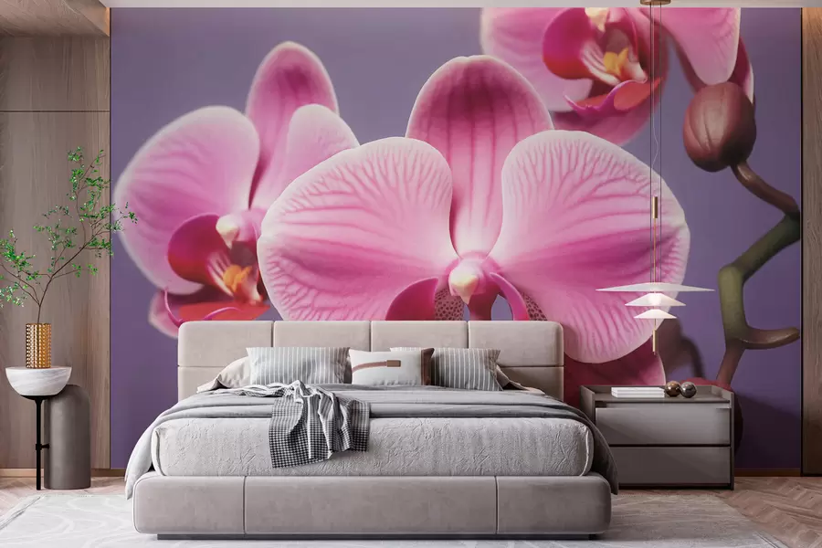 wall murals Прелеп цвет орхидеје w03498