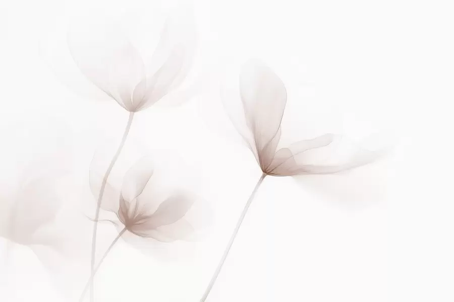 wall murals Прозрачно беж цвеће у минималистичком светлом стилу w09734