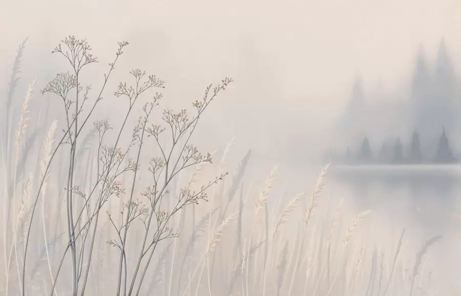 wall murals Ливадске траве поред воде у магловитом пејзажу w05534
