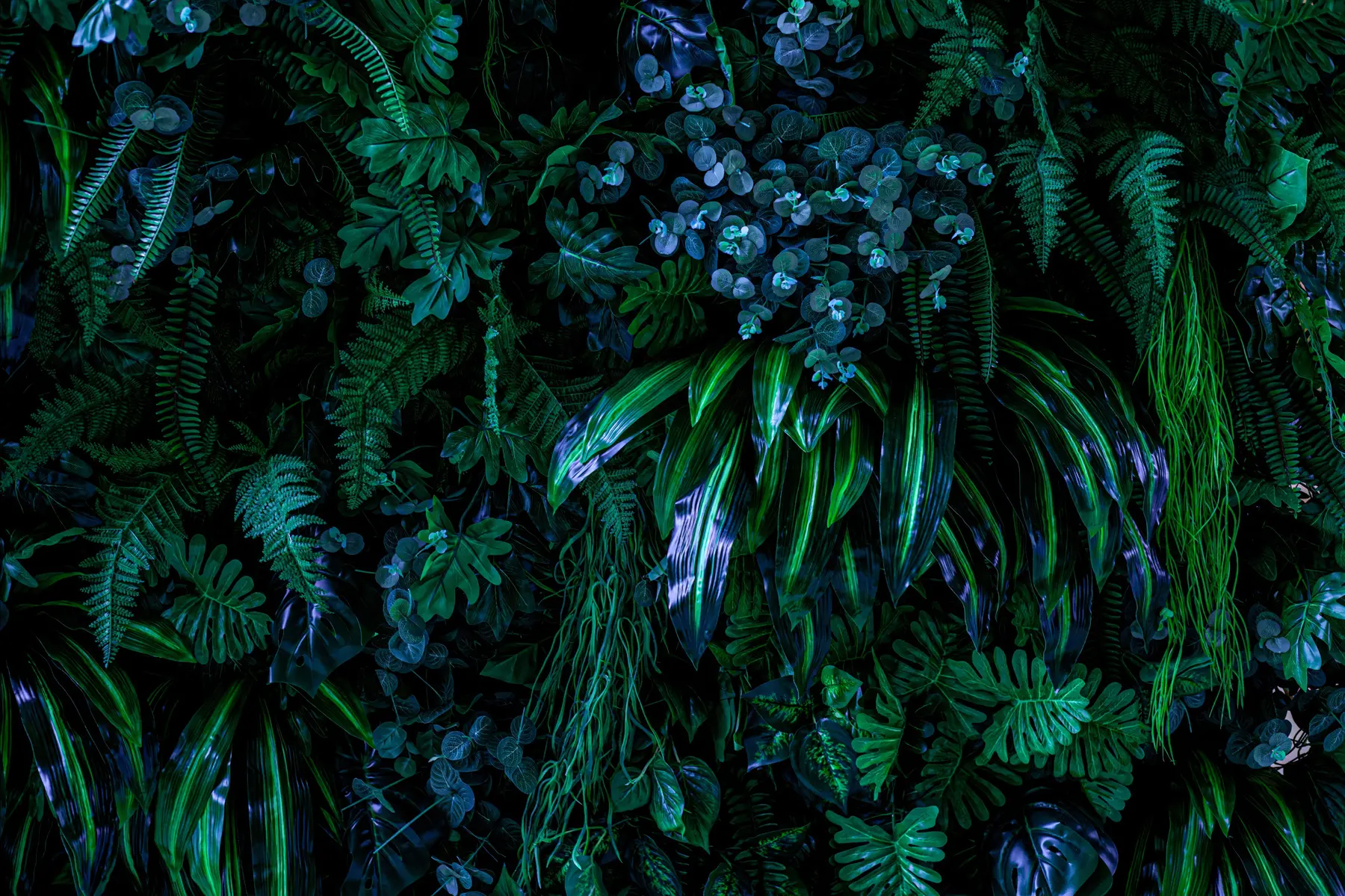 wall murals Тропицс у кишној сезони u72348