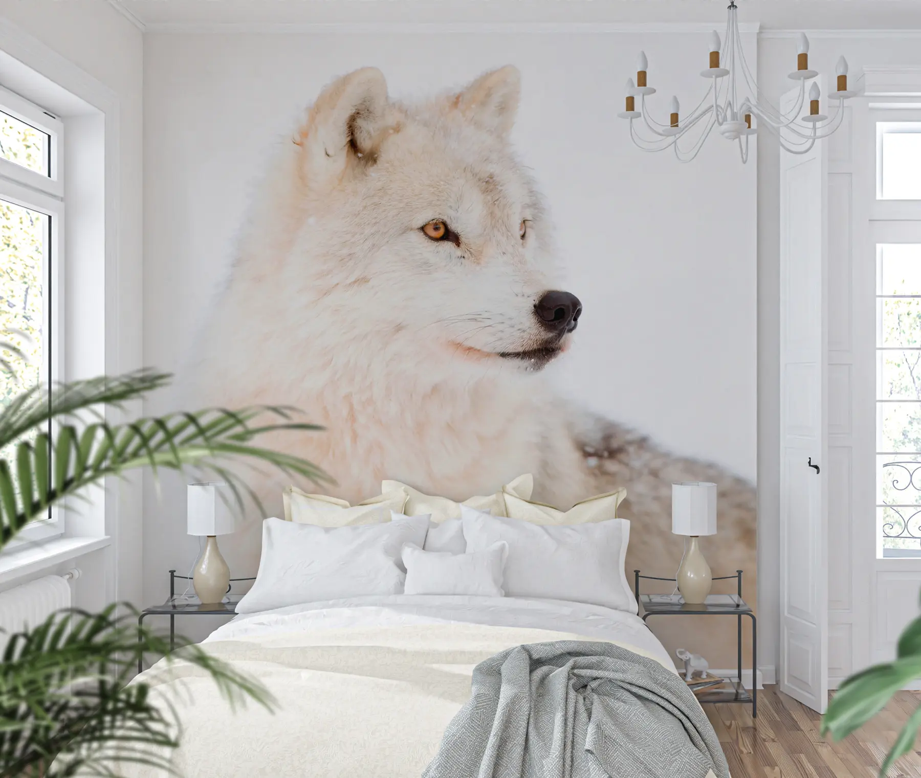 wall murals Арктички вук на белој позадини u98189